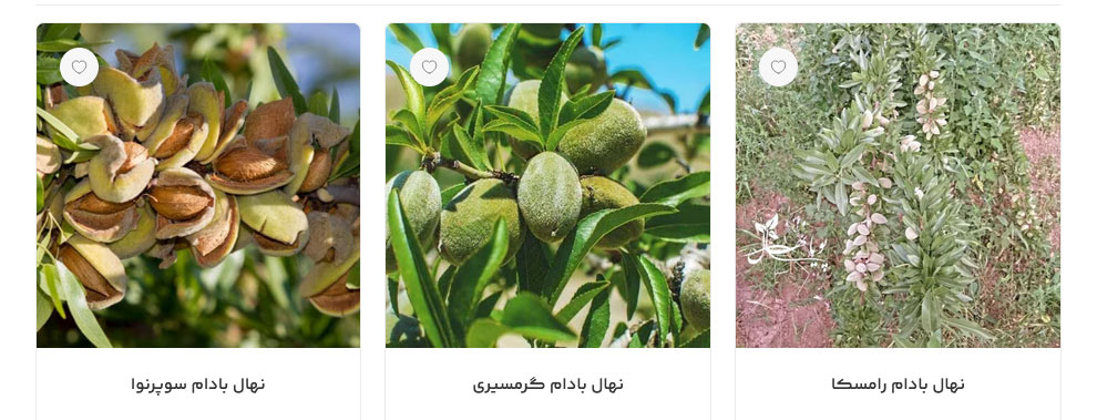 خرید نهال بادام دیرگل پویا نهال